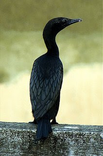 water-fowl
